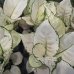 Aglaonema (Aglaonéma) ´WHITE JOY´- kont. C1L, výška 20-25 cm